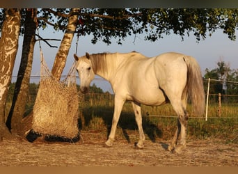 Koń małopolski, Klacz, 13 lat, 154 cm, Siwa