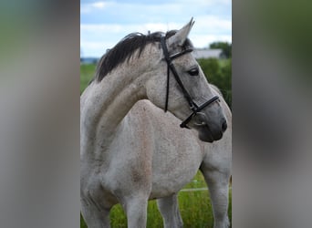 Koń małopolski, Klacz, 13 lat, 165 cm, Siwa