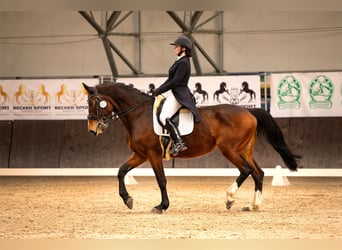 Koń małopolski, Klacz, 16 lat, 164 cm, Gniada