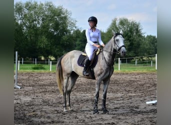 Koń małopolski, Klacz, 6 lat, 165 cm, Siwa