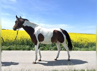 Koń małopolski, Klacz, 8 lat, 160 cm, Srokata