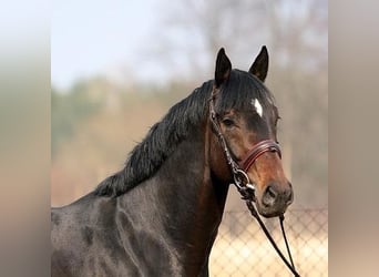 Koń małopolski, Ogier, 17 lat, 168 cm, Ciemnogniada