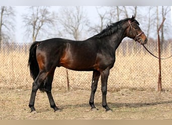Koń małopolski, Ogier, 17 lat, 168 cm, Ciemnogniada