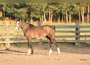 Koń małopolski, Ogier, 2 lat, 158 cm, Siwa