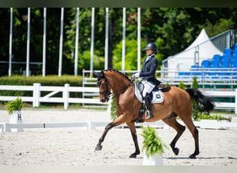 Koń małopolski, Wałach, 12 lat, 170 cm, Gniada