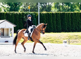 Koń małopolski, Wałach, 12 lat, 170 cm, Gniada