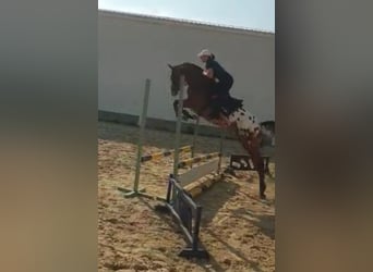 Koń małopolski, Wałach, 5 lat, 160 cm, Tarantowata