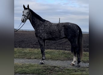 Koń małopolski, Wałach, 6 lat, 170 cm, Siwa