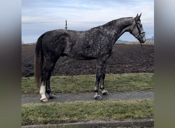 Koń małopolski, Wałach, 6 lat, 170 cm, Siwa