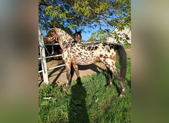 Koń małopolski, Klacz, 2 lat, Tarantowata