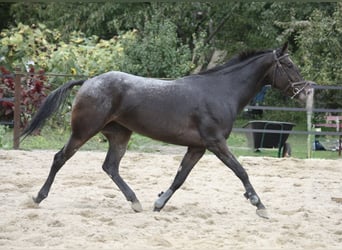 Koń małopolski, Klacz, 4 lat, 157 cm, Tarantowata