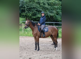 Koń małopolski, Klacz, 5 lat, 166 cm, Gniada