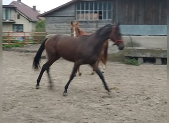 Koń małopolski, Ogier, 2 lat, 162 cm, Gniada