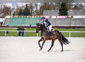 Koń małopolski, Ogier, 6 lat, 164 cm, Ciemnogniada