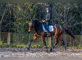 Koń małopolski, Wałach, 10 lat, 175 cm, Gniada