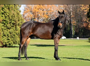 Koń małopolski, Wałach, 10 lat, 175 cm, Gniada