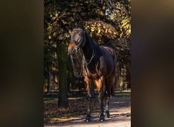 Koń małopolski, Wałach, 10 lat, 175 cm, Gniada