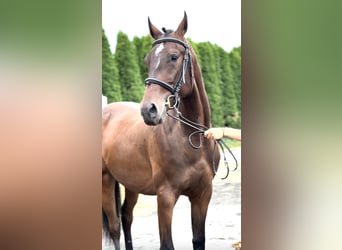 Koń małopolski, Wałach, 2 lat, 166 cm, Gniada