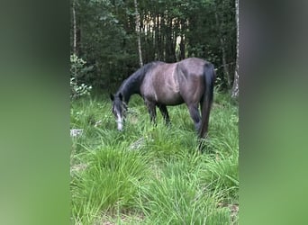 Koń małopolski, Wałach, 4 lat, 155 cm, Siwa