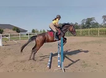 Koń małopolski, Wałach, 4 lat, 161 cm, Gniada