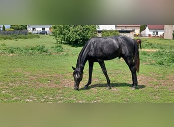 Koń małopolski, Wałach, 4 lat, 165 cm, Karosiwa