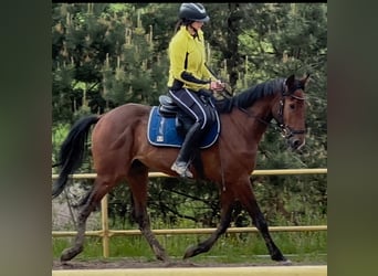 Koń małopolski, Wałach, 5 lat, 160 cm, Gniada