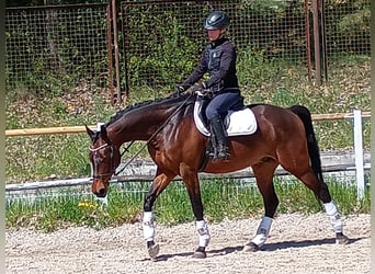 Koń małopolski, Wałach, 6 lat, 164 cm, Gniada