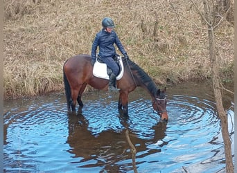 Koń małopolski, Wałach, 6 lat, 164 cm
