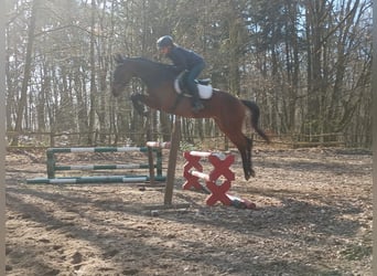 Koń małopolski, Wałach, 6 lat, 164 cm