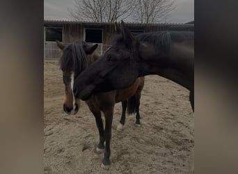 Koń meklemburski, Klacz, 10 lat, 165 cm, Kara