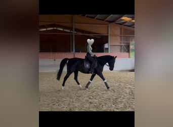 Koń meklemburski, Klacz, 10 lat, 165 cm, Kara