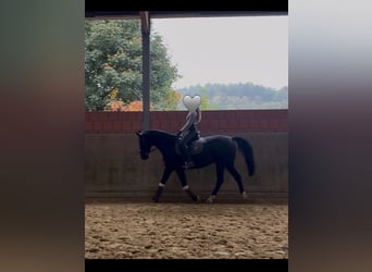 Koń meklemburski, Klacz, 10 lat, 165 cm, Kara
