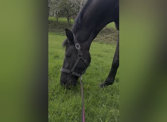 Koń meklemburski, Klacz, 10 lat, 165 cm, Kara