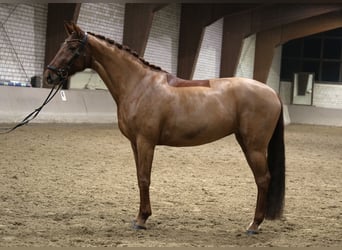 Koń meklemburski, Klacz, 10 lat, 168 cm, Kasztanowata