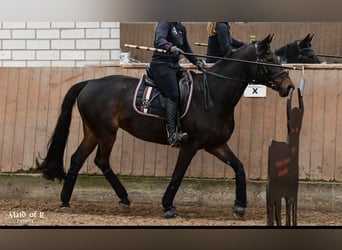 Koń meklemburski, Klacz, 11 lat, 164 cm, Ciemnogniada