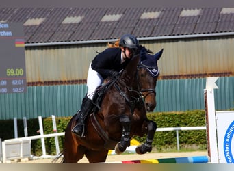 Koń meklemburski, Klacz, 11 lat, 164 cm, Ciemnogniada