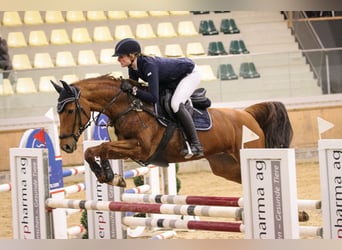 Koń meklemburski, Klacz, 11 lat, 165 cm, Kasztanowata