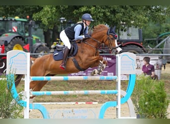 Koń meklemburski, Klacz, 12 lat, 158 cm, Kasztanowata