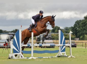 Koń meklemburski, Klacz, 12 lat, 170 cm, Gniada