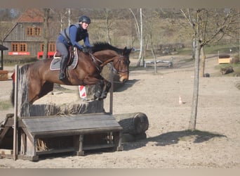 Koń meklemburski, Klacz, 12 lat, 170 cm, Gniada