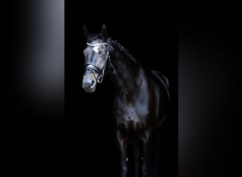 Koń meklemburski, Klacz, 12 lat, 173 cm, Skarogniada