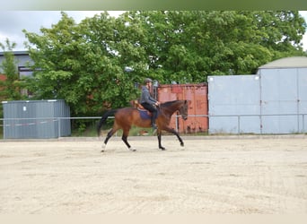 Koń meklemburski, Klacz, 12 lat, 174 cm, Ciemnogniada