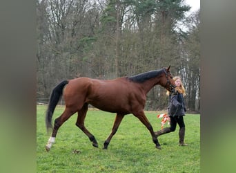 Koń meklemburski, Klacz, 12 lat, 174 cm, Gniada