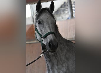 Koń meklemburski, Klacz, 13 lat, 168 cm, Siwa
