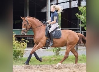 Koń meklemburski, Klacz, 13 lat, 170 cm, Kasztanowata