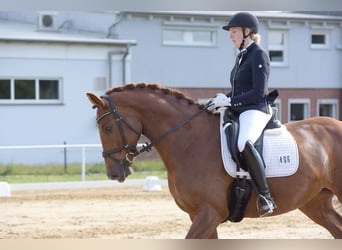 Koń meklemburski, Klacz, 13 lat, 170 cm, Kasztanowata