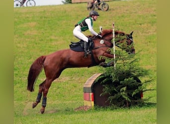 Koń meklemburski, Klacz, 13 lat, Kasztanowata