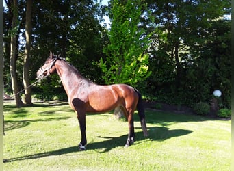 Koń meklemburski, Klacz, 14 lat, 157 cm, Gniada