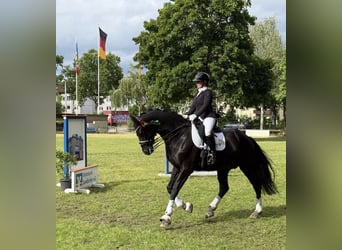 Koń meklemburski, Klacz, 14 lat, 180 cm, Kara
