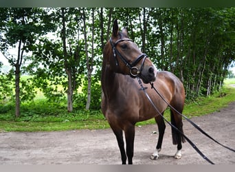 Koń meklemburski, Klacz, 15 lat, 162 cm, Ciemnogniada